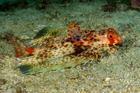 Dactyloptena orientalis (Helmut Gurnard)