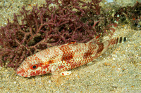 Upeneus tragula (Freckled Goatfish)