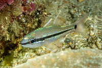 Pristiapogon kallopterus (Iridescent Cardinalfish)