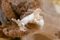 Trapania lemnalioides (Soft Coral Trapania)
