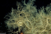 Astroboa nuda (Giant Basket Star)