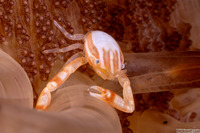 Porcellanella triloba (Three-Lobed Porcelain Crab)