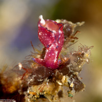 Aplysia nigrocincta (Freckled Sea Hare)
