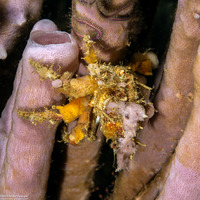 Camposcia retusa (Blunt Decorator Crab)