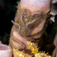 Macrophiothrix nereidina (Sea Nymph Brittle Star)