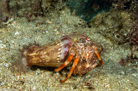 Calliactis polypus (Hermit Crab Anemone)