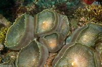 Amplexidiscus fenestrafer (Giant Cup Mushroom Coral)