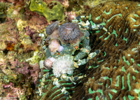 Cyclocoeloma tuberculatum (Corallimorph Decorator Crab)