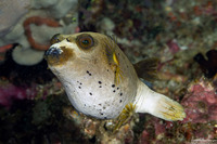 Arothron nigropunctatus (Blackspotted Puffer)