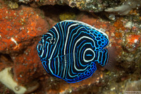 Pomacanthus imperator (Emperor Angelfish)