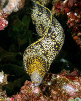 Echidna nebulosa (Snowflake Moray)