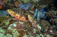 Synodus variegatus (Reef Lizardfish)