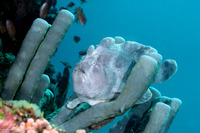 Antennarius commerson (Commerson's Frogfish)