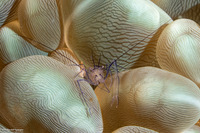 Vir philippinensis (Bubble Coral Shrimp)