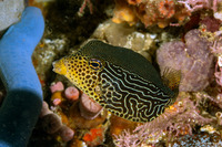 Ostracion solorense (Solor Boxfish)