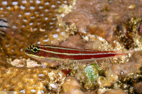 Helcogramma striata (Striped Triplefin)