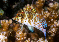 Cirrhitichthys falco (Dwarf Hawkfish)