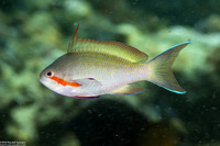 Pseudanthias huchtii (Threadfin Anthias)