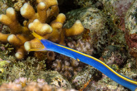 Rhinomuraena quaesita (Ribbon Eel)