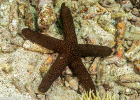 Nardoa galatheae (Brown Mesh Sea Star)