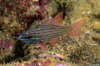 Ostorhinchus multilineatus (Manylined Cardinalfish)
