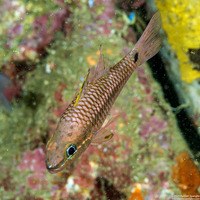 Pristiapogon kallopterus (Iridescent Cardinalfish)