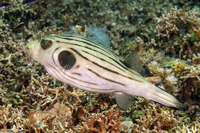 Arothron manilensis (Striped Puffer)