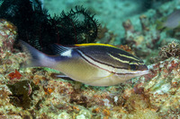 Scolopsis bilineata (Bridled Monocle Bream)