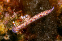 Hypselodoris cf. maculosa (One-Ring Hypselodoris)