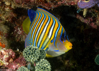 Pygoplites diacanthus (Regal Angelfish)