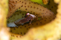 Trapezia guttata (Spotted-Leg Guard Crab)