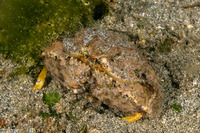Calappa liaoi (Ocellated Box Crab)