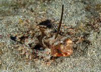 Dactyloptena orientalis (Helmut Gurnard)