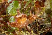 Aplysia nigrocincta (Freckled Sea Hare)