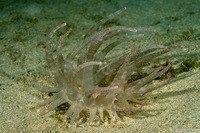 Dofleinia armata (Armed Anemone)