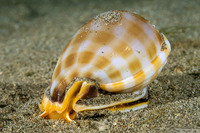 Phalium bandatum (Banded Bonnet)