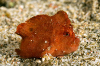 Antennatus nummifer (Spotfin Frogfish)