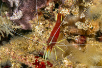 Lysmatella prima (Red-Striped Cleaner Shrimp)