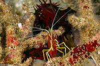 Lysmatella prima (Red-Striped Cleaner Shrimp)