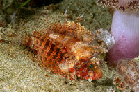 Dendrochirus brachypterus (Shortfin Lionfish)