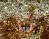 Longibrachium arariensis (Longibrachium Arariensis)