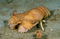 Thenus orientalis (Flathead Lobster)