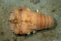 Thenus orientalis (Flathead Lobster)