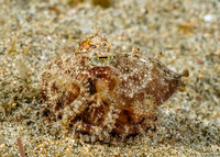 Amphioctopus marginatus (Coconut Octopus)