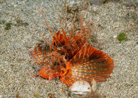 Parapterois heterura (Gurnard Lionfish)