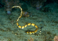 Hydrophis atriceps (Black-Headed Sea Snake)