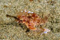 Eurypegasus draconis (Dragon Sea Moth)