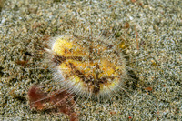 Maretia planulata (Longspine Heart Urchin)