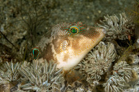 Canthigaster compressa (Fingerprint Toby)