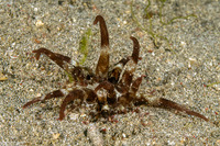 Dofleinia armata (Armed Anemone)